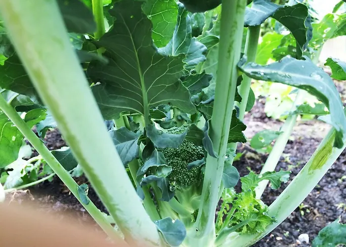 Romantikzimmer Jakobbauer